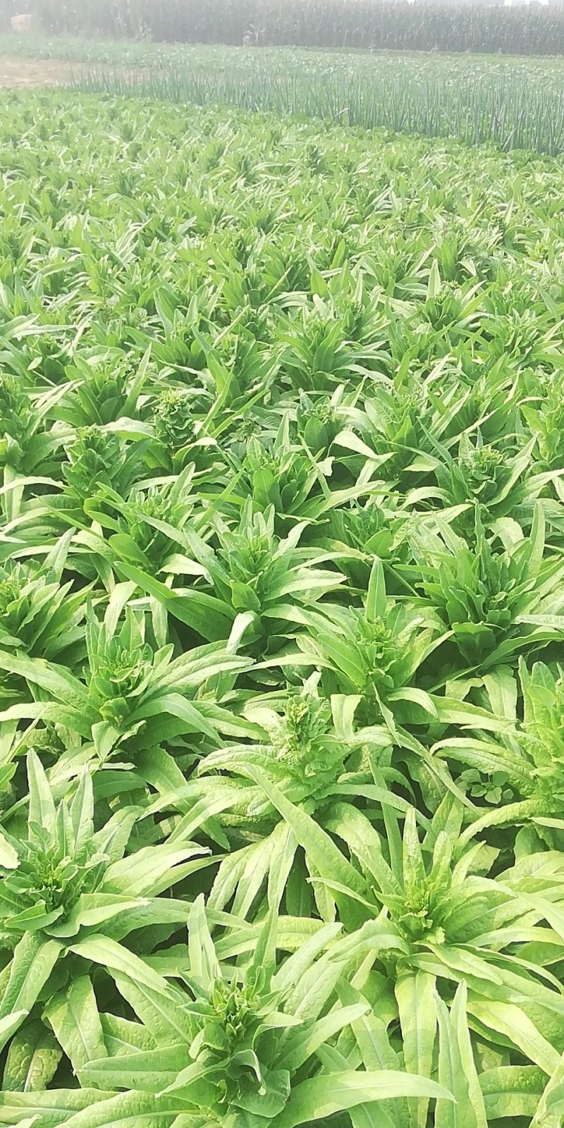 河北尖叶实心莴笋无崩裂一手货源产地直发质量保证