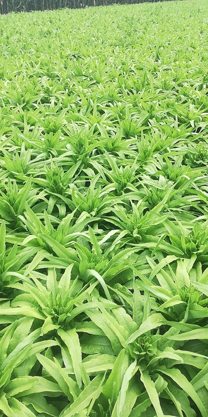 河北尖叶实心莴笋无崩裂一手货源产地直发质量保证