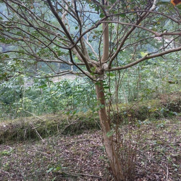 紫薇树