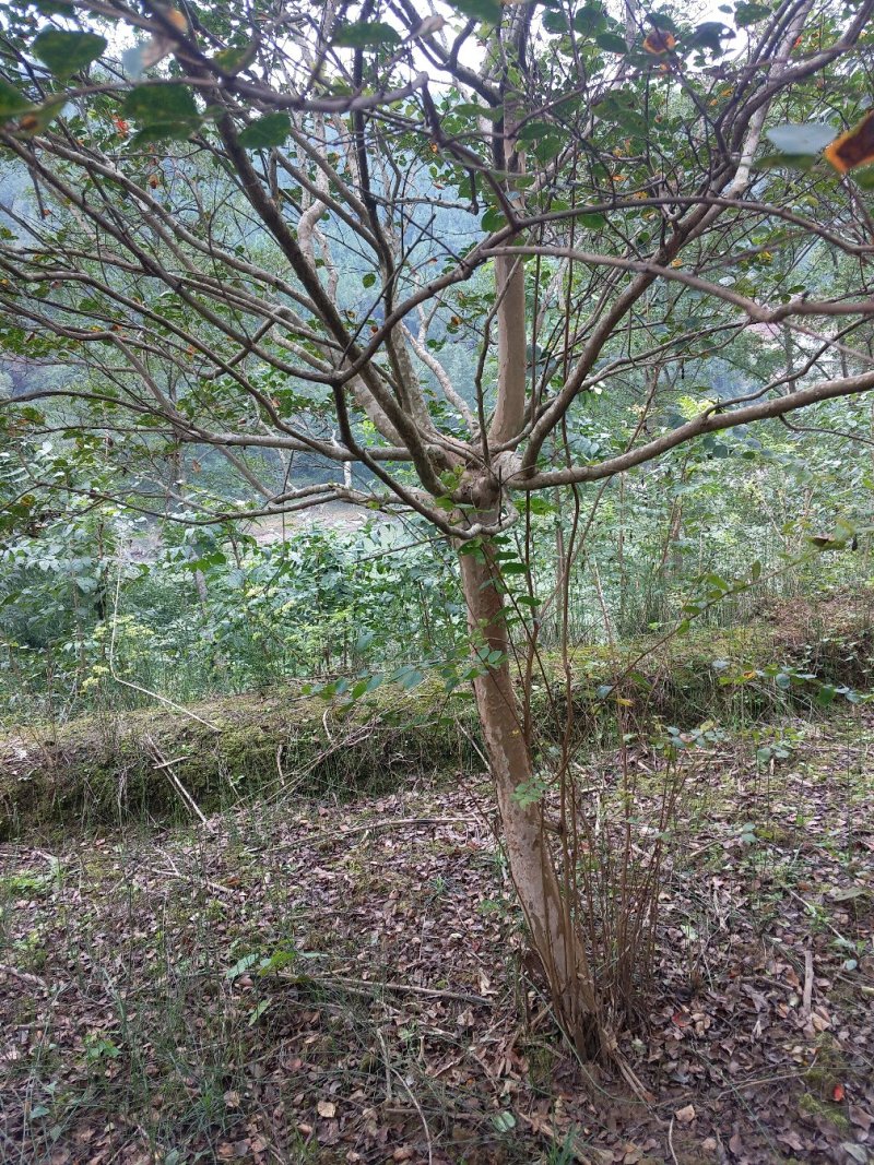 紫薇树