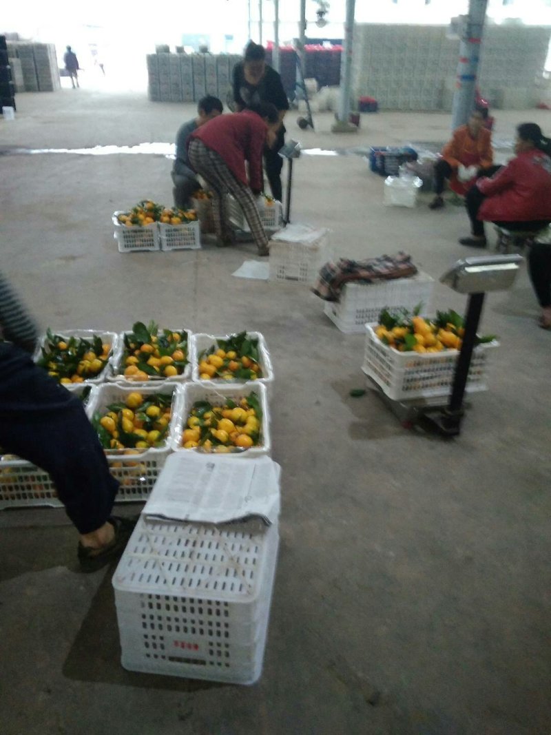蜜橘普早蜜橘大量上市对接电商市场商超直发全国各地产地直销