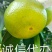 蜜橘普早蜜橘大量上市对接电商市场商超直发全国各地产地直销