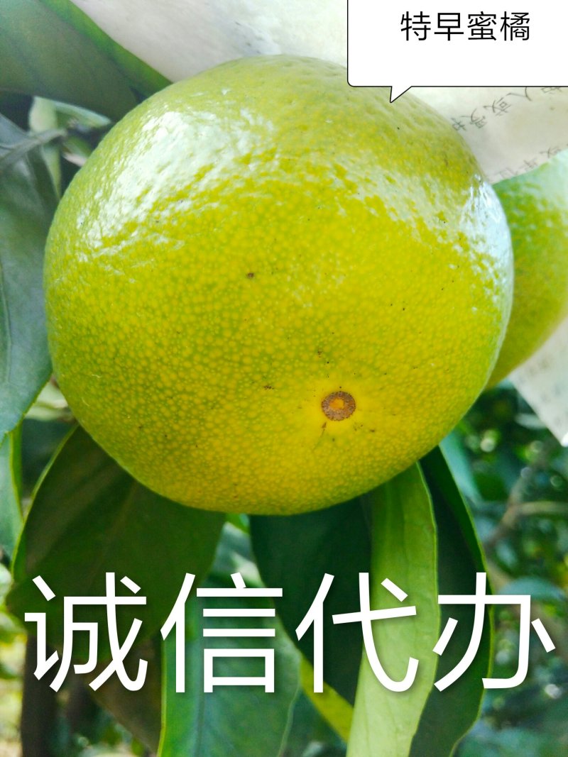 蜜橘普早蜜橘大量上市对接电商市场商超直发全国各地产地直销