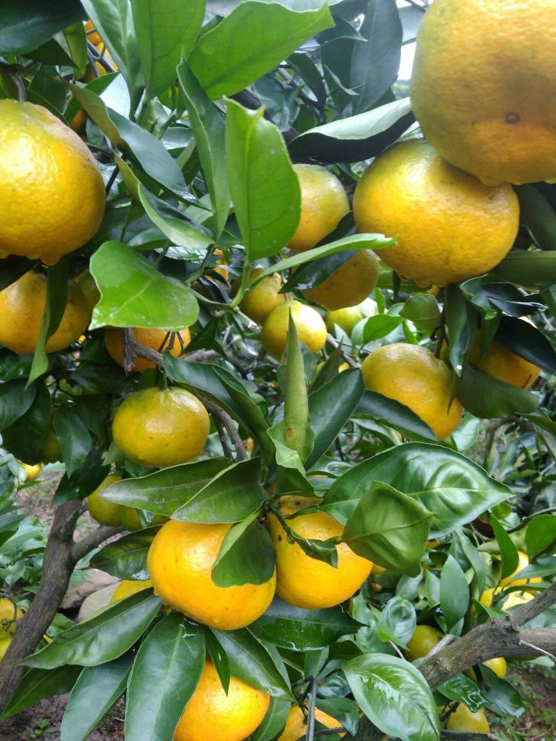 蜜橘普早蜜橘大量上市对接电商市场商超直发全国各地产地直销
