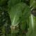 毛白菜