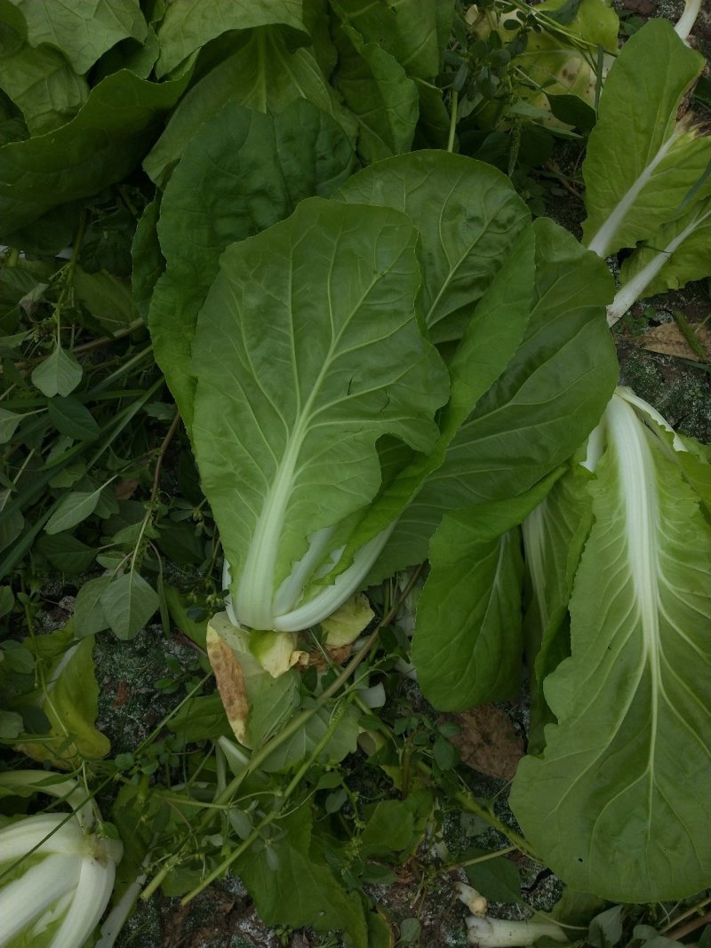 毛白菜