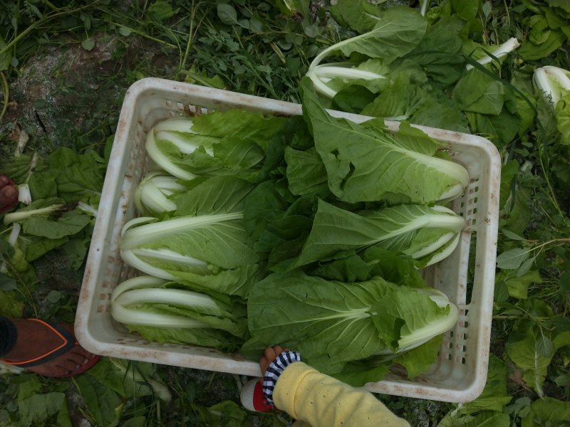 毛白菜