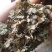 猪鬃草，道地药材，质优价实，品质保证，药典标准一公斤起批