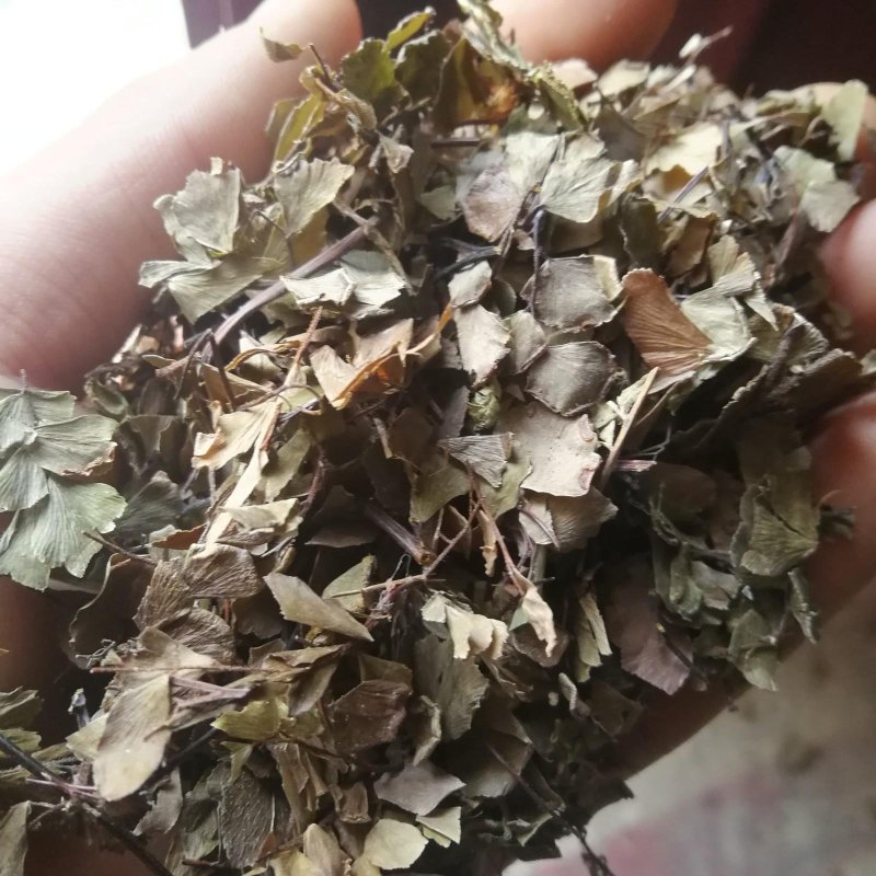 猪鬃草，道地药材，质优价实，品质保证，药典标准一公斤起批