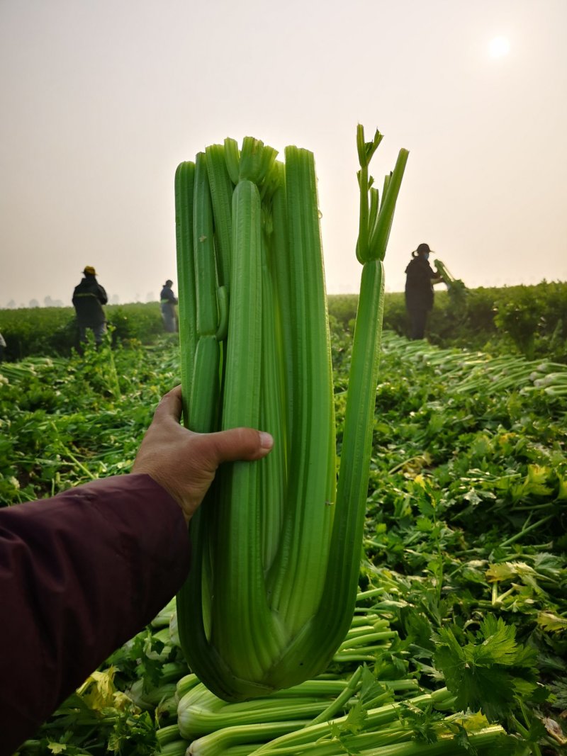 产地芹菜大颗西芹条形好色泽艳24小时视频看货