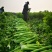 产地芹菜大颗西芹条形好色泽艳24小时视频看货