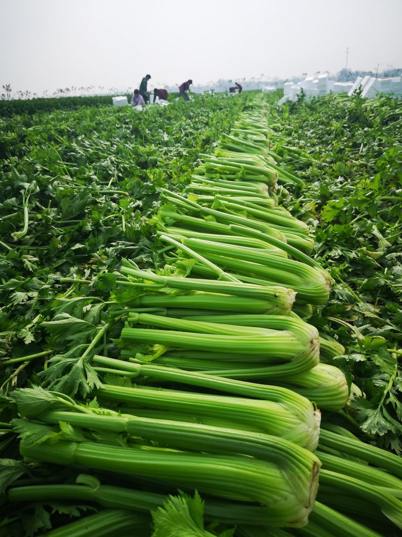 产地芹菜大颗西芹条形好色泽艳24小时视频看货