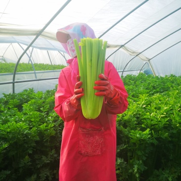 产地芹菜大颗西芹条形好色泽艳24小时视频看货