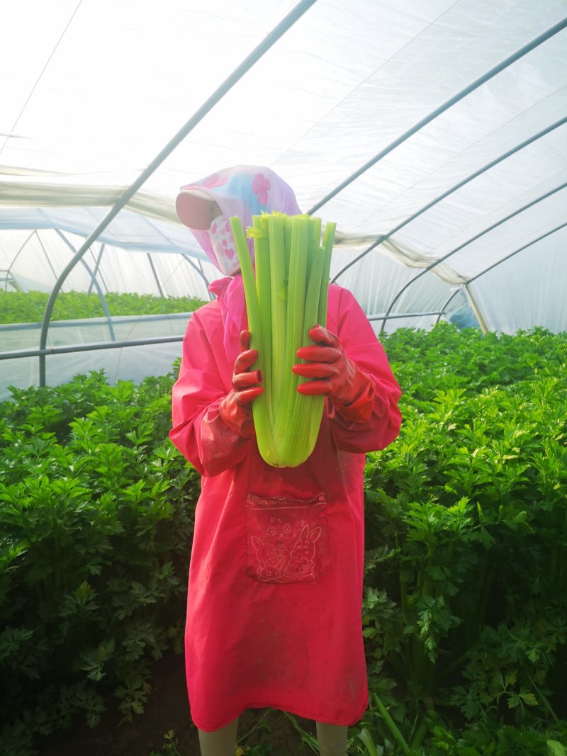 产地芹菜大颗西芹条形好色泽艳24小时视频看货