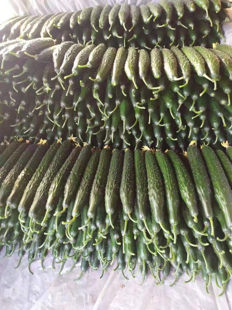 商丘站热销产品精品黑油顶花密刺黄瓜三包质量