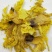 黄蜀葵花,道地药材,质优价实,品质保证,药典标准一公斤起