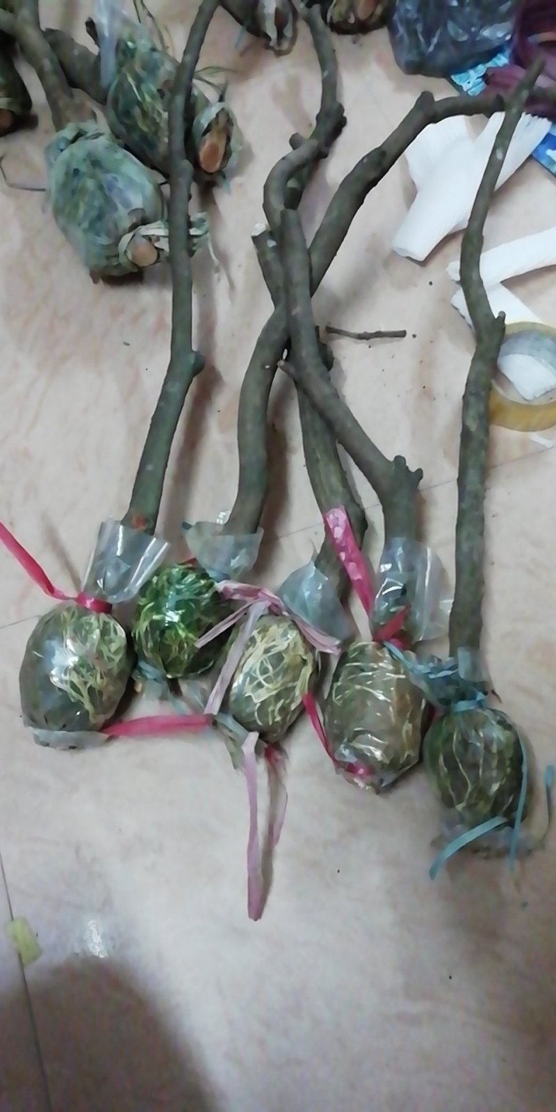 增城正宗基岗仙进奉荔枝苗