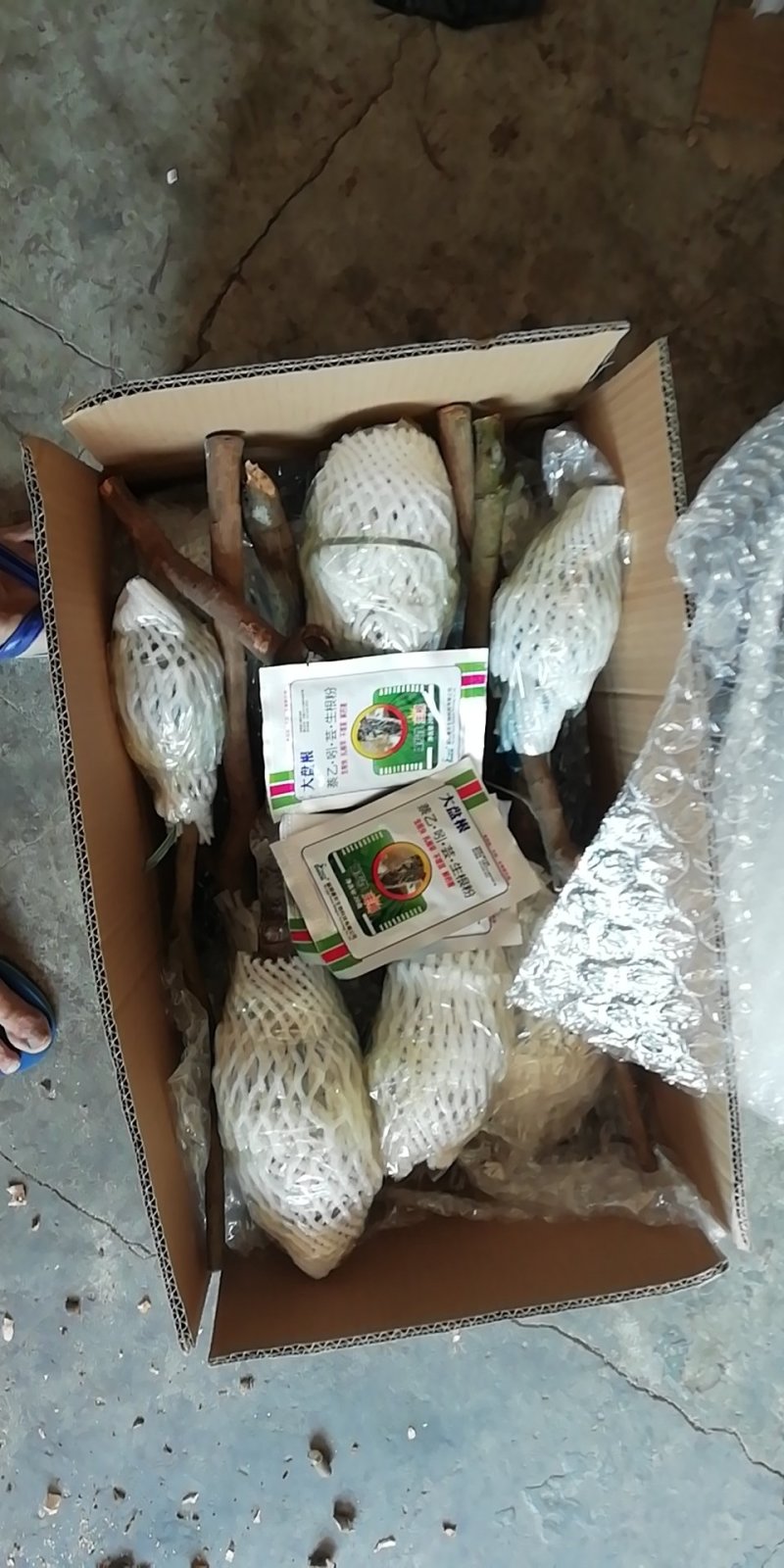 增城正宗基岗仙进奉荔枝苗