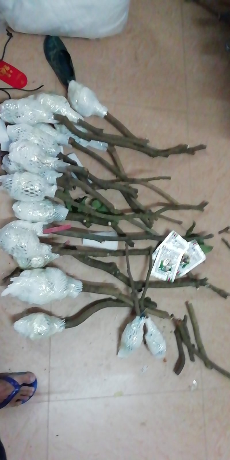 增城正宗基岗仙进奉荔枝苗