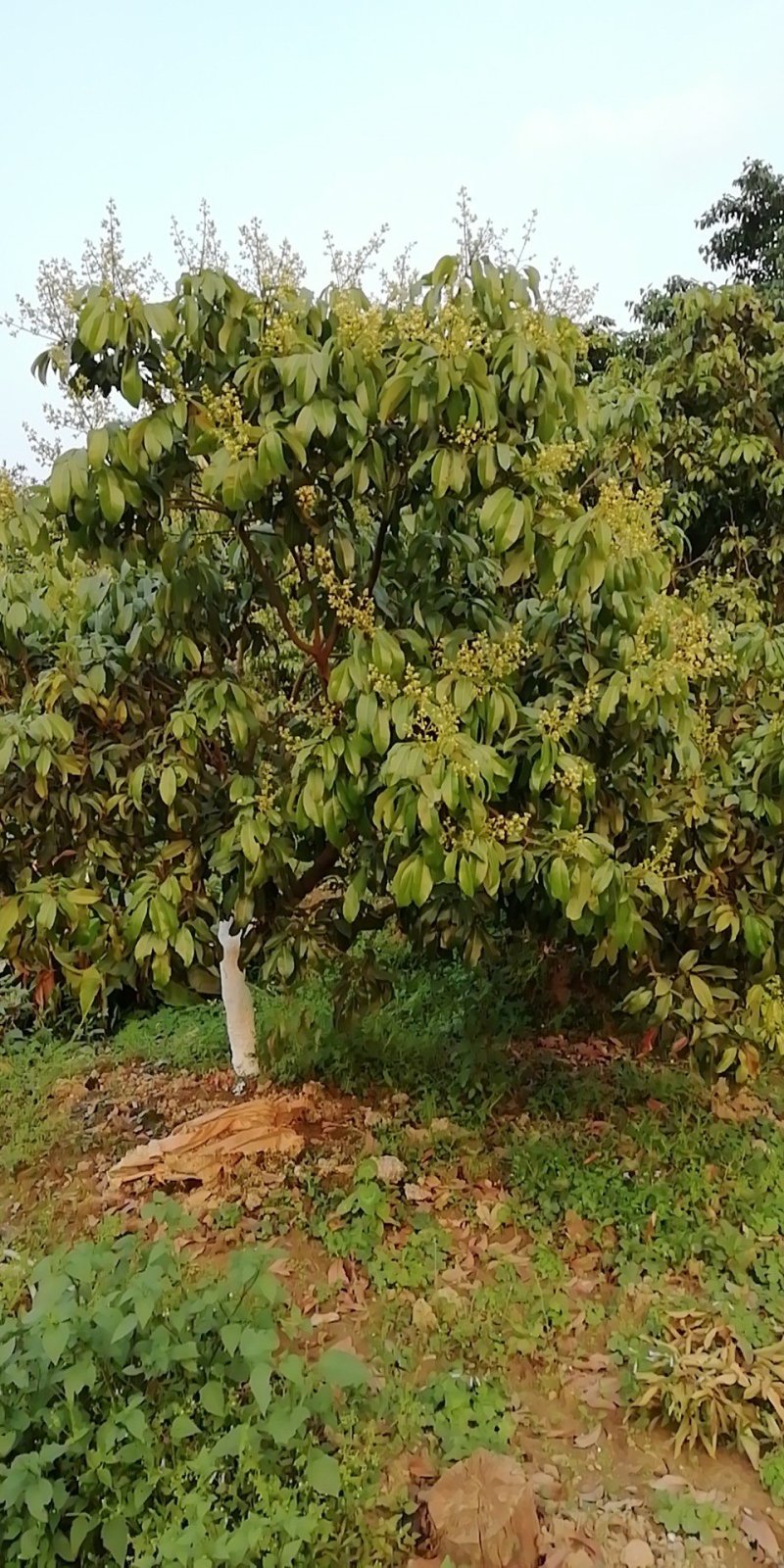 增城正宗基岗仙进奉荔枝苗