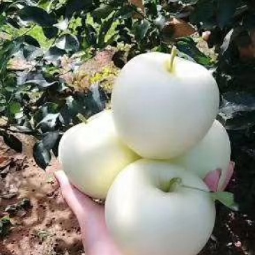 黄元帅苹果大量出库中，量大从优物美价廉