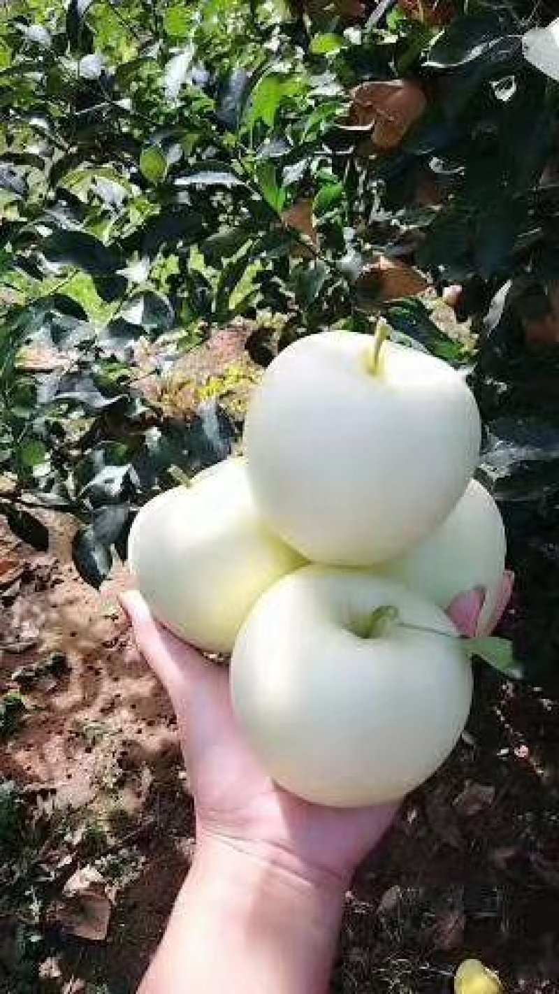 黄元帅苹果大量出库中，量大从优物美价廉
