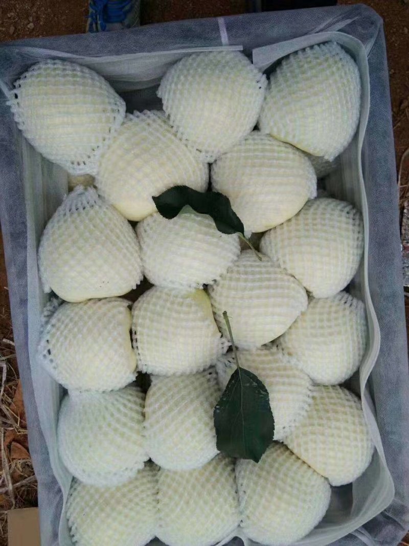 黄元帅苹果大量出库中，量大从优物美价廉