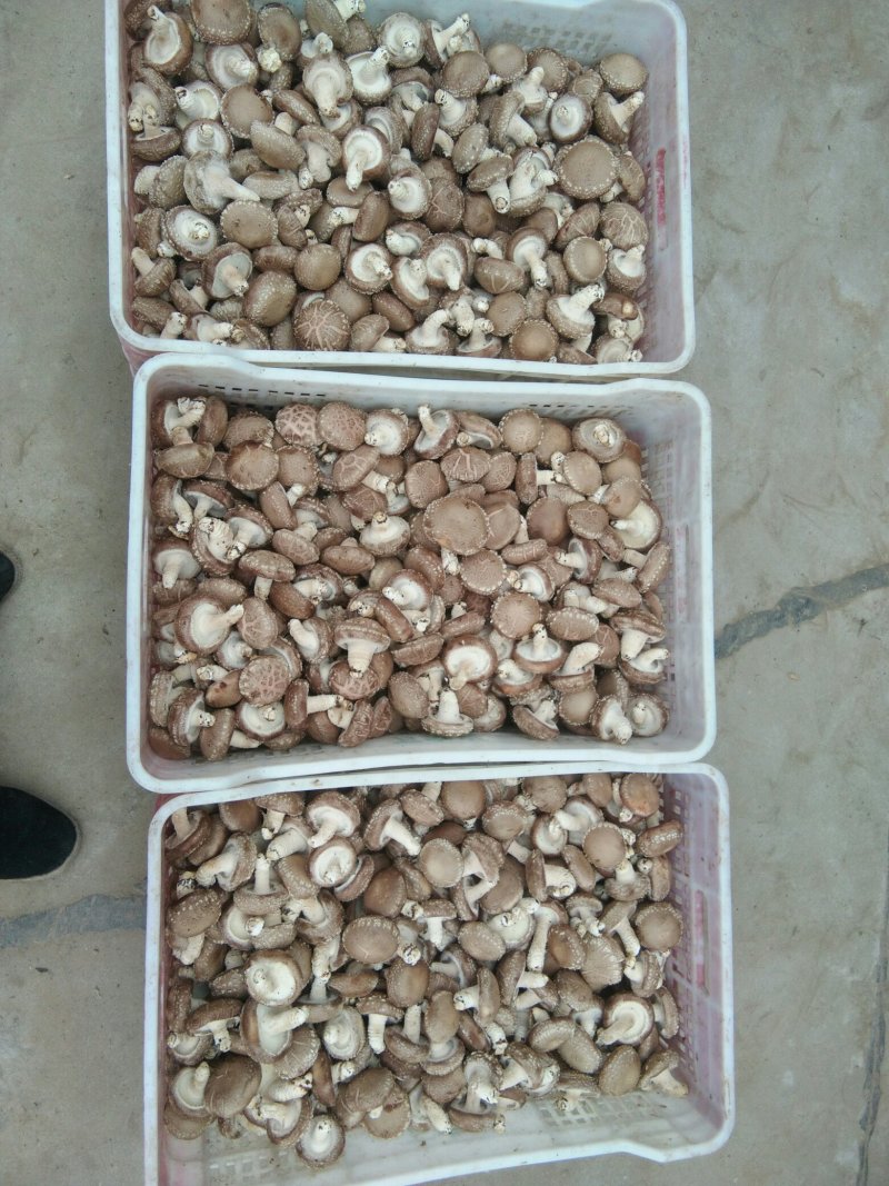 出售808香菇大菇50框中菇90框