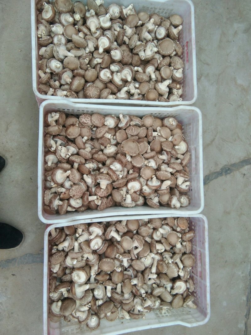 出售808香菇大菇50框中菇90框