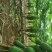木瓜