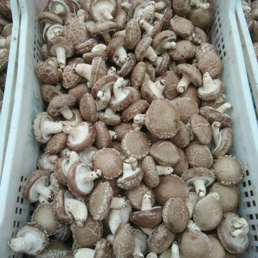 出售808香菇大菇50框中菇90框