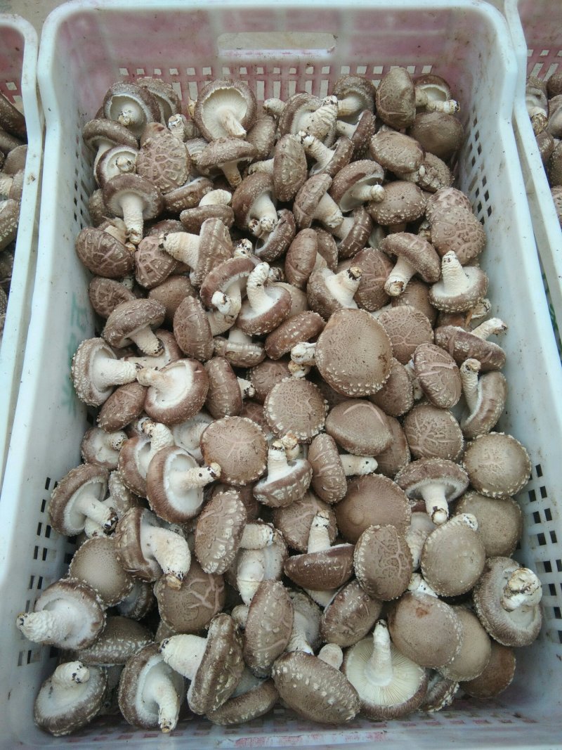 出售808香菇大菇50框中菇90框