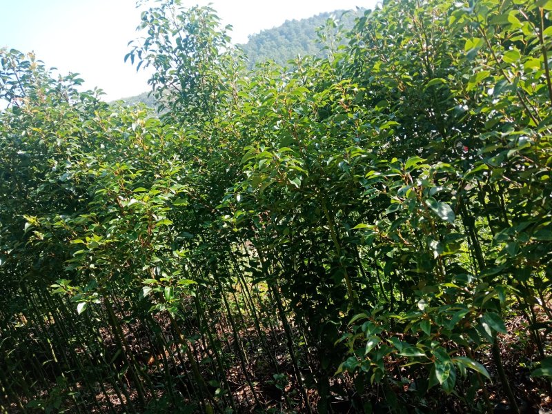 香樟
