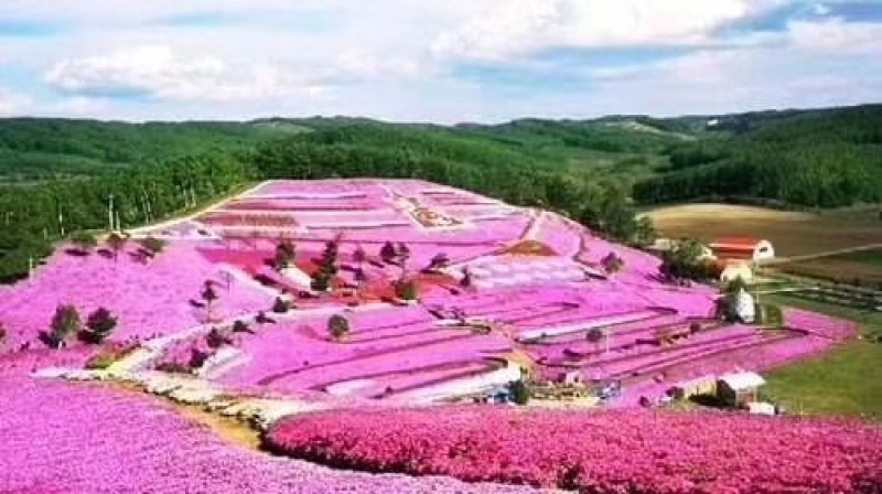 芝樱丛生福禄考草坪花海大量批发