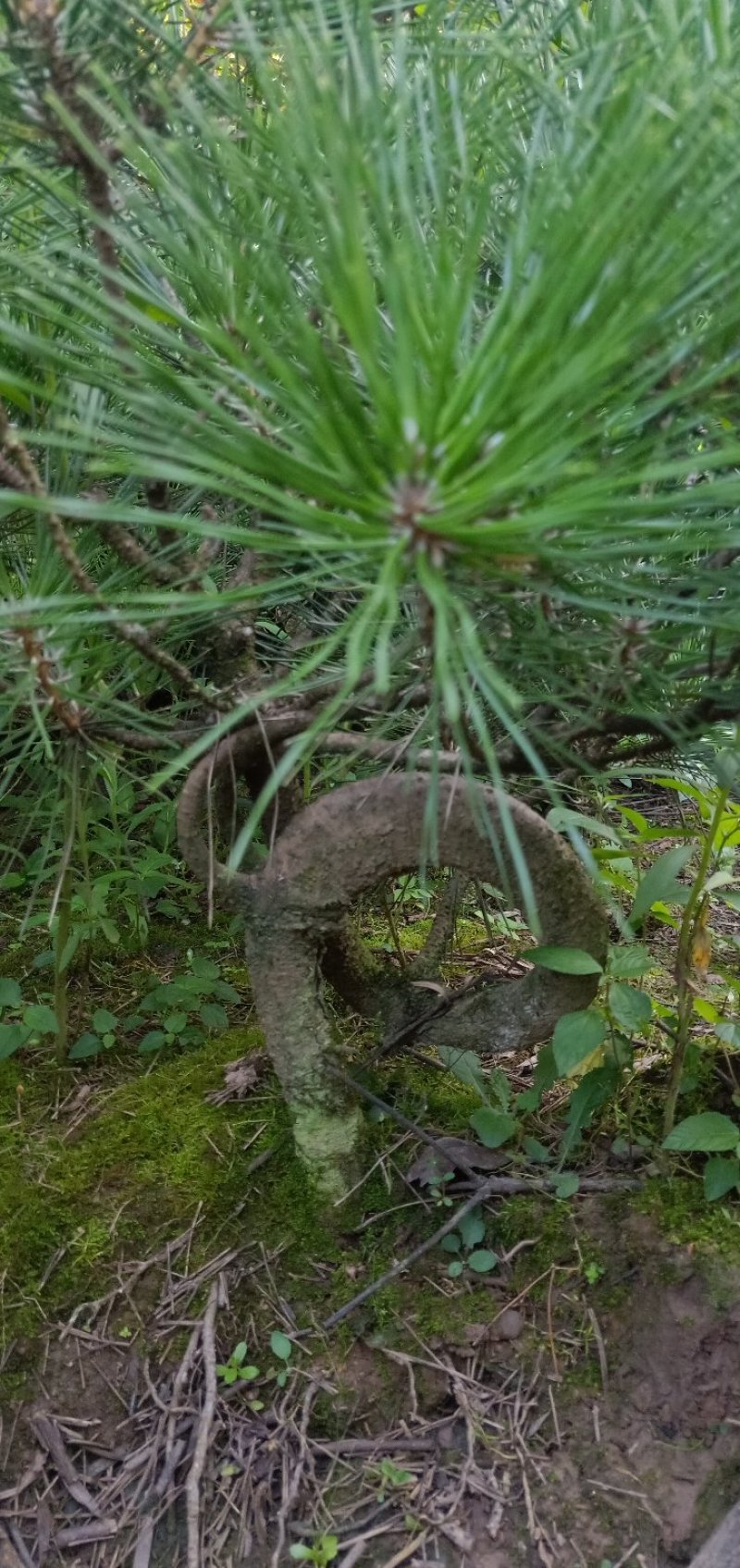 造型黑松