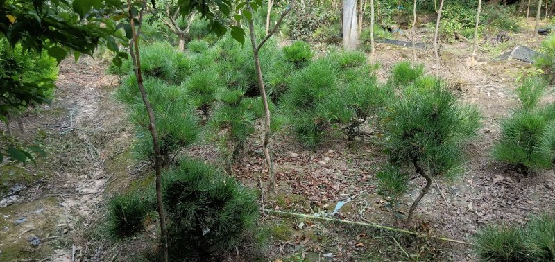 造型黑松
