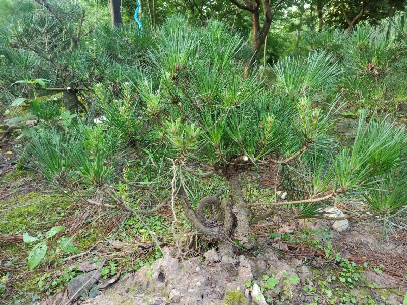 造型黑松