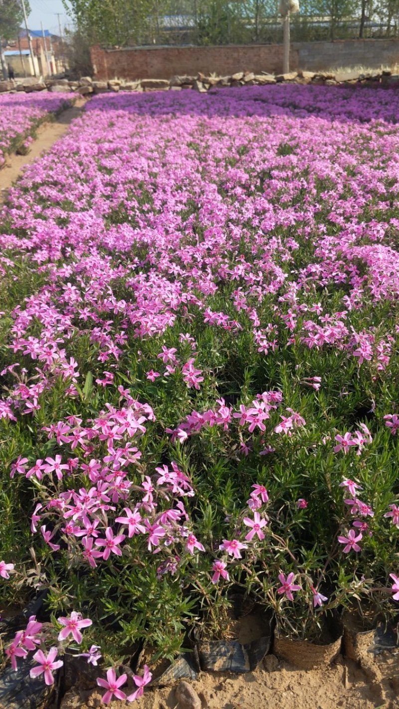 芝樱丛生福禄考草坪花海大量批发