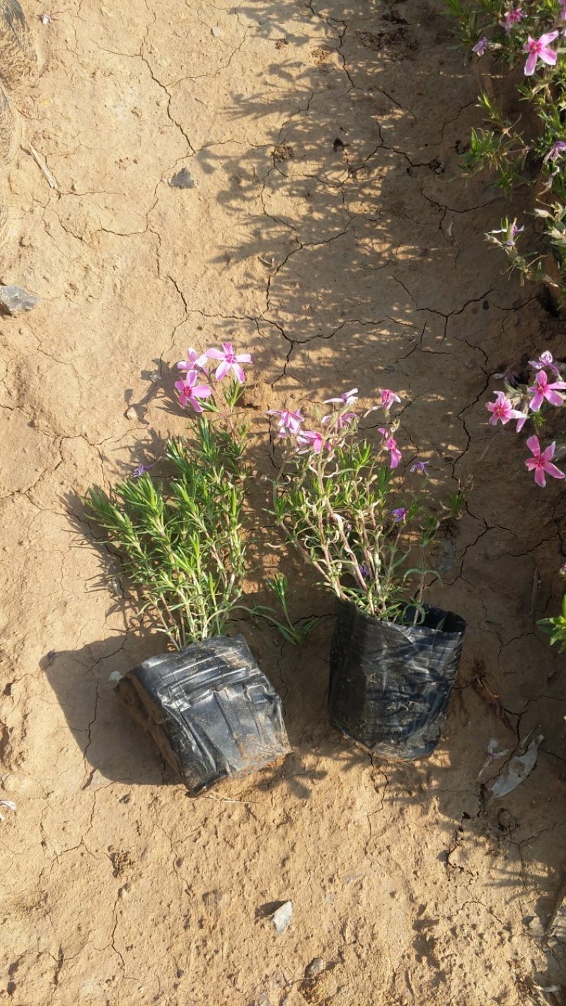 芝樱丛生福禄考草坪花海大量批发