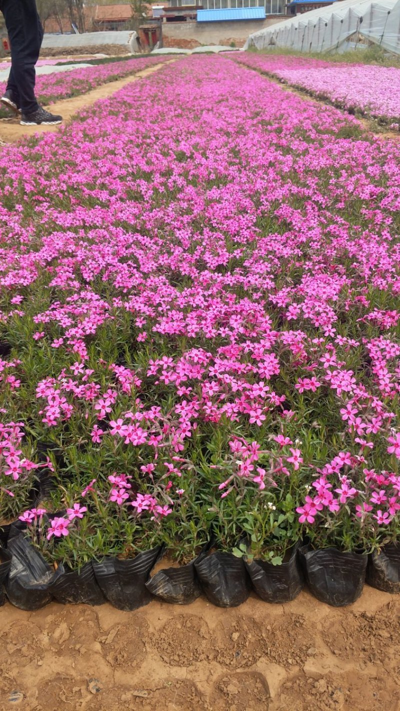 芝樱丛生福禄考草坪花海大量批发