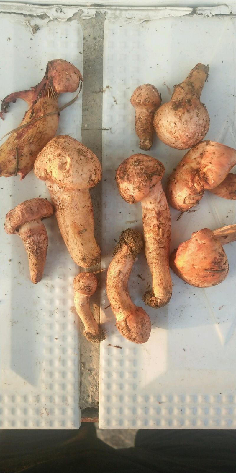 东北红蘑肉蘑干品熬汉自烤