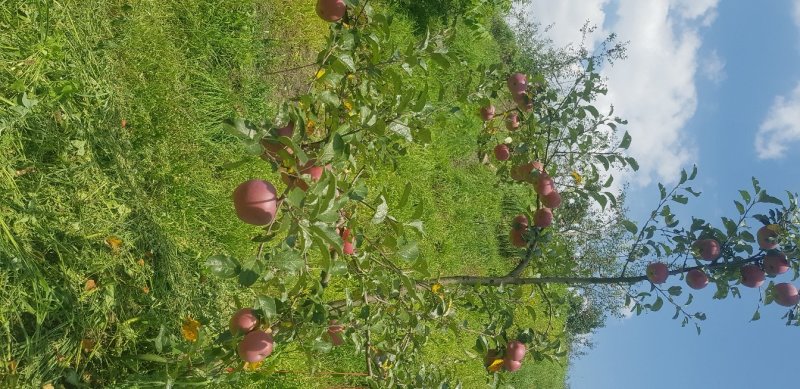 糖心苹果