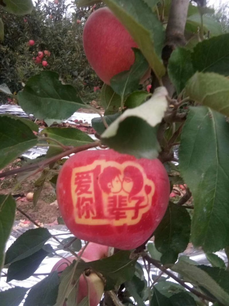 金磊果品大量供应中秋王苹果纸袋250g~450g