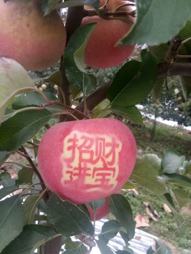 金磊果品大量供应中秋王苹果纸袋250g~450g
