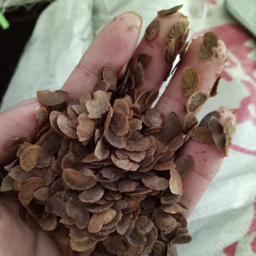 木荷种子，造林种子，白荷种子枫香木荷造林苗种子