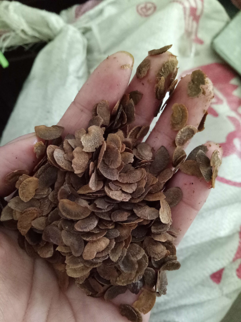 木荷种子，造林种子，白荷种子枫香木荷造林苗种子