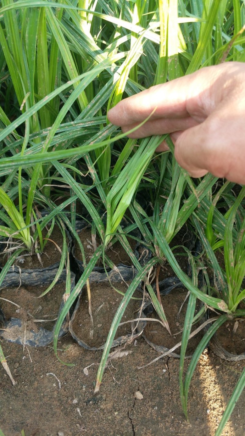 崂峪苔草常年供应质量保证一手货源