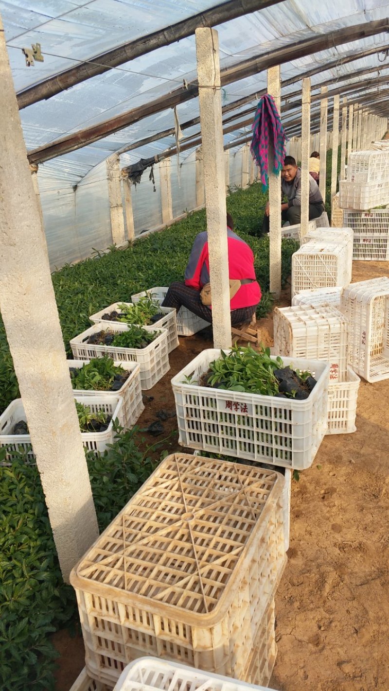 鼠尾草草花鼠尾草一串兰基地直供质优价廉