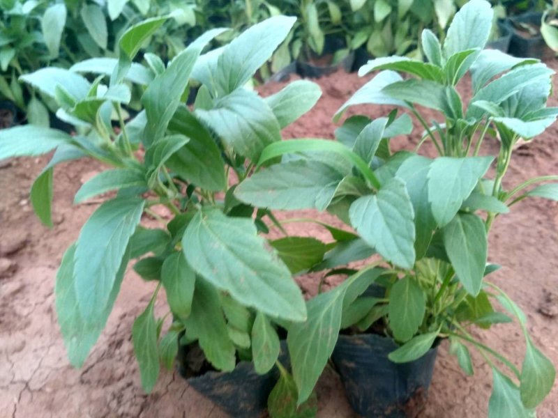 鼠尾草草花鼠尾草一串兰基地直供质优价廉