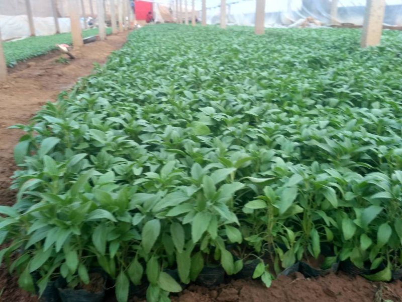 鼠尾草草花鼠尾草一串兰基地直供质优价廉